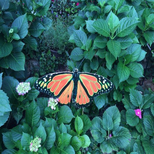 Monarch Butterfly Imprint or Sticker